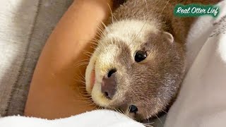 [Otter Life Day 1–12] The Day Little Aty First Came to My House