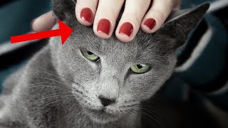 You’re Petting Your Cat All Wrong!