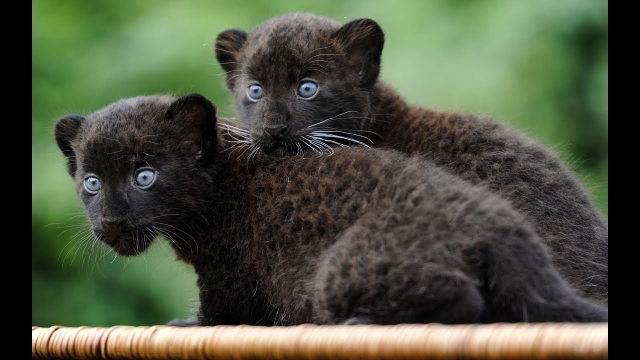 baby black panthers animals