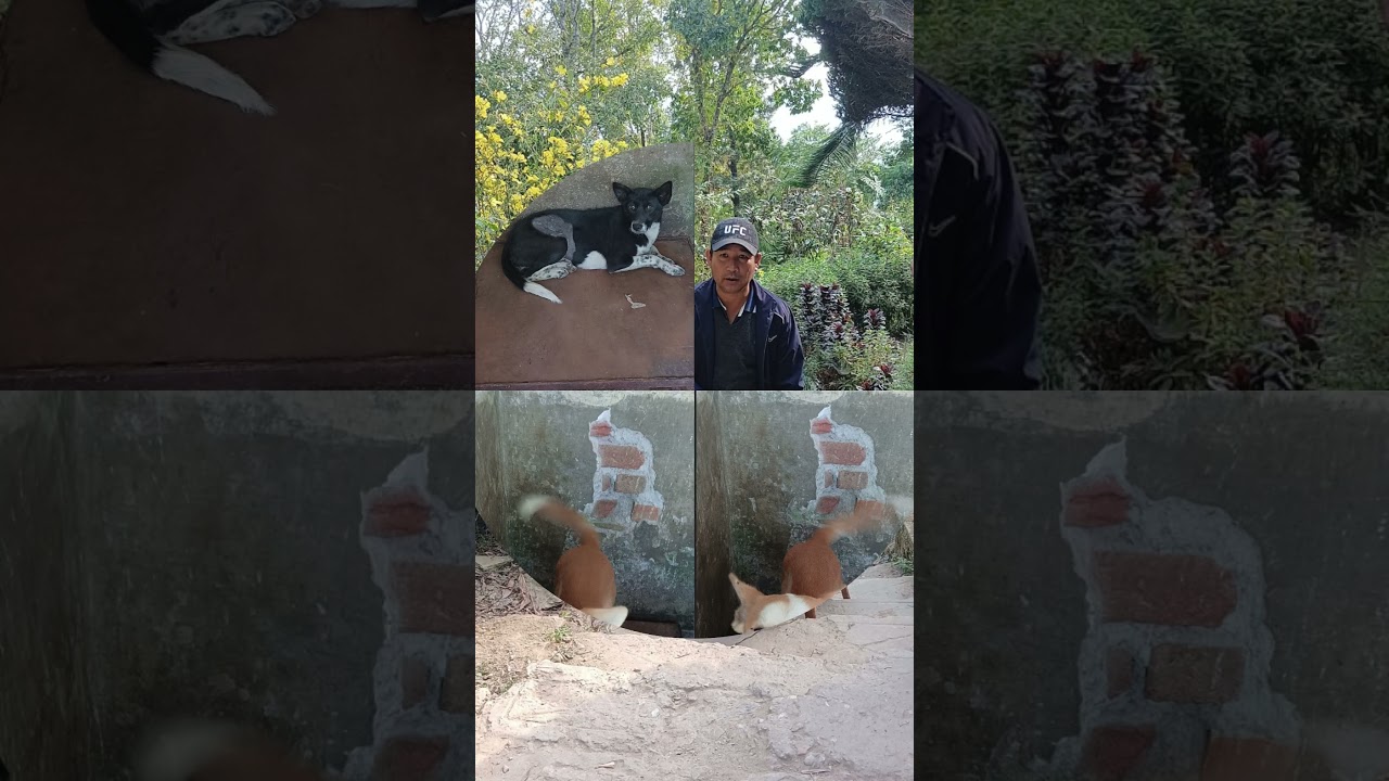 Building a Safer Future: Kalimpong's ABC Success Story 🐕 | Help Animals India