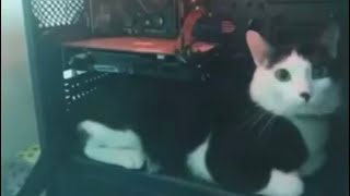 1 Meowgawatt Power Supple