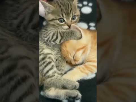 گربه گری و اونیکی هم بلت هستش