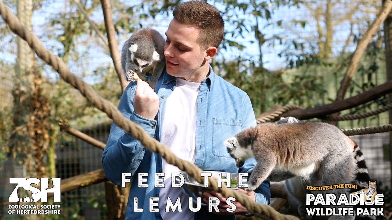 Feed The Lemurs Experience | Paradise Wildlife Park