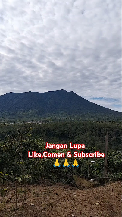 Gubuk ku dikebun Kopi#viralshortvideo #pertanian #kopisehat #jambi
