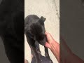 Feeding street dogs #streetdogs