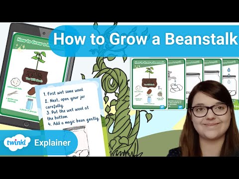 Vídeo: Jack and the Beanstalk Project: Cultivando um pé de feijão com crianças