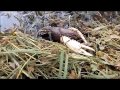 CRAY FISH COMING OUT OF THE EDWARD RIVER FOR OXYGEN 21-10 -2016