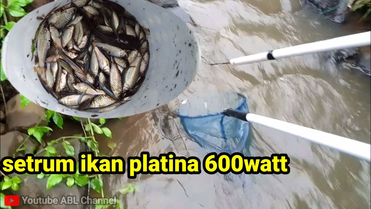 Испытание на поражение электрическим током рыбы Widia Steel Platinum в малых реках.