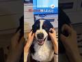 表情がコロコロ🐶｜PECO #バーニーズマウンテンドッグ #大型犬 #大型犬と暮らす #bernesemountaindog #dog #doglover #dogvideo