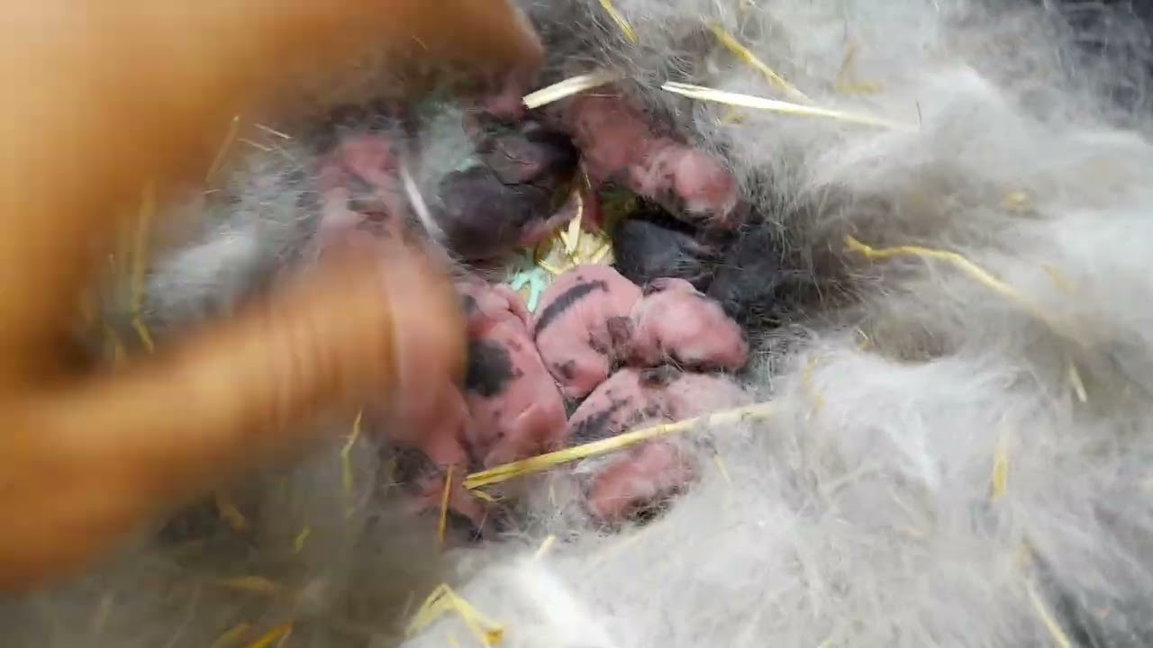 باسم الله 🍂ولادة الأمهات🐇 وإستقبال خلفات🐰 جديدة  🍂