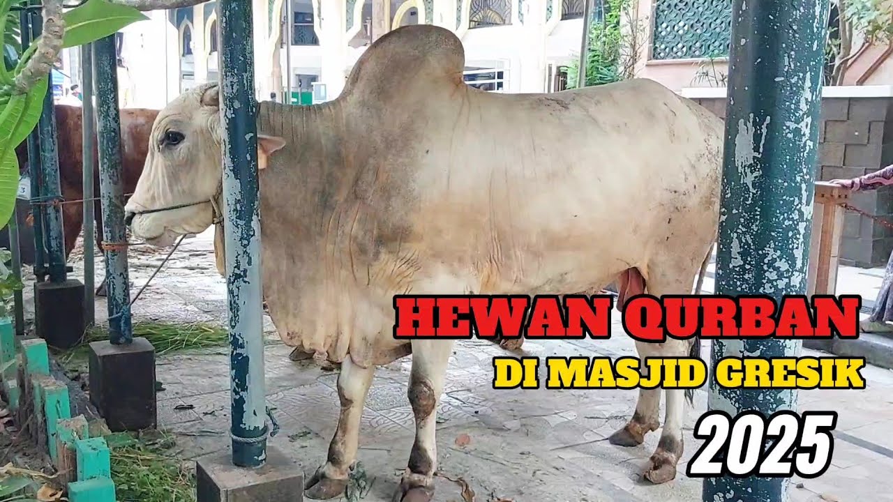 Hewan Qurban di Masjid Gresik Jawa Timur 2025