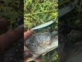 Асиния Рудра 130  #рыбалкавбашкирии #fishing #рыбалкауфа #рыбалка