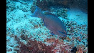 Borneo 2024 - Duik 22 - Sipadan island - Turtle cave