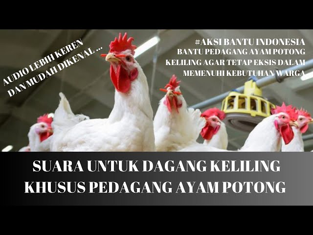 Suara Untuk Dagang Ayam Potong Keliling | Jingglenya Lebih Keren class=