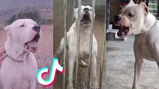 Dogo Argentino are Badass and Cute  Tiktok Compilation!