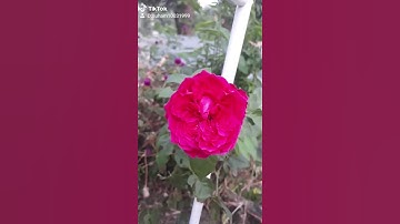 #3 Yêu em từ cái nhìn đầu tiên 🌿🌿🌿