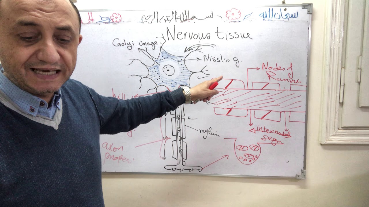 Nervous tissue part 2