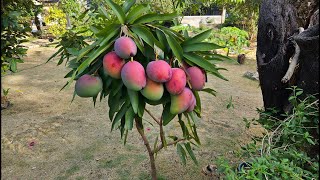 COMO TENER MANGO ENANO  EN MENOS DE UN AÑO DANDO FEURO Injerto de mango fijo