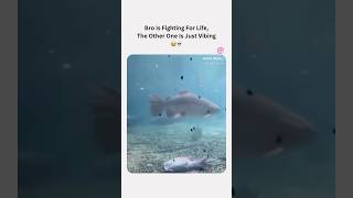The fish is kinda scary #memes #fish #meme #funny #pets #water #swimming #like #subscribe