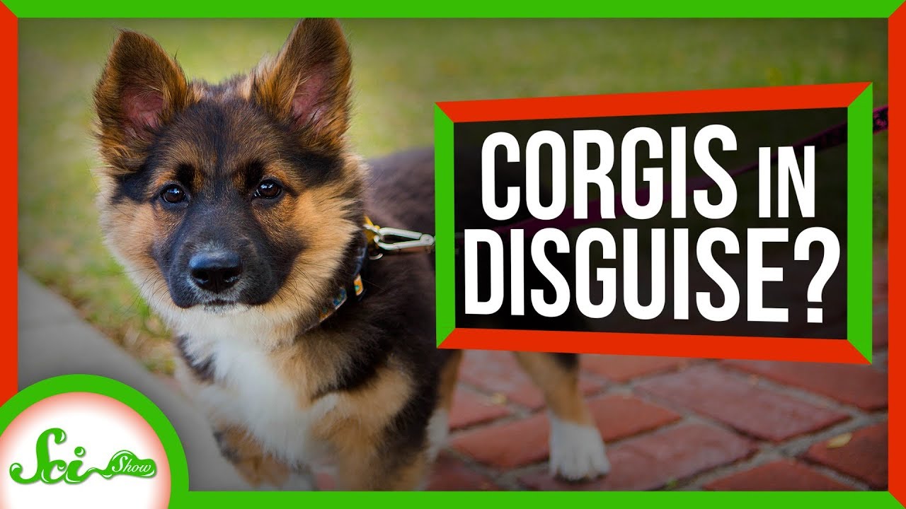 are corgis shepherd