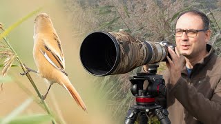 Return to the Reed Beds - But Did I Get the Bearded Tits? by Paul Miguel Photography 9,003 views 6 months ago 8 minutes, 54 seconds