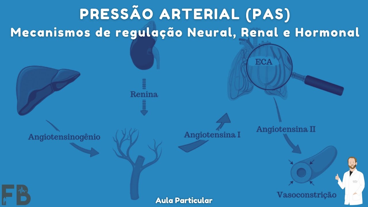 Pressão Arterial - Mecanismos de regulação Neural e Renal e Hormonal ...