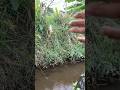 streak full nila, lanjutkan🎣#mancing #mancingmania #mancingliar