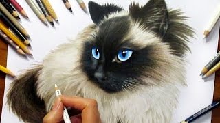 ⁣Drawing Subscribers' Pets #2 ❤ Zida, Ragdoll Cat from Holland - Speed Draw | Jasmina Susak