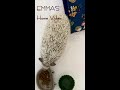 ドライフード食べると耳が動いちゃうエマちゃん Emma’s ears move when she eats dry foods  ハリネズミ hedgehog