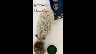 ドライフード食べると耳が動いちゃうエマちゃん Emma’s ears move when she eats dry foods  ハリネズミ hedgehog