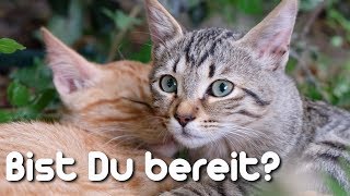 Bist Du bereit für eine Katze?