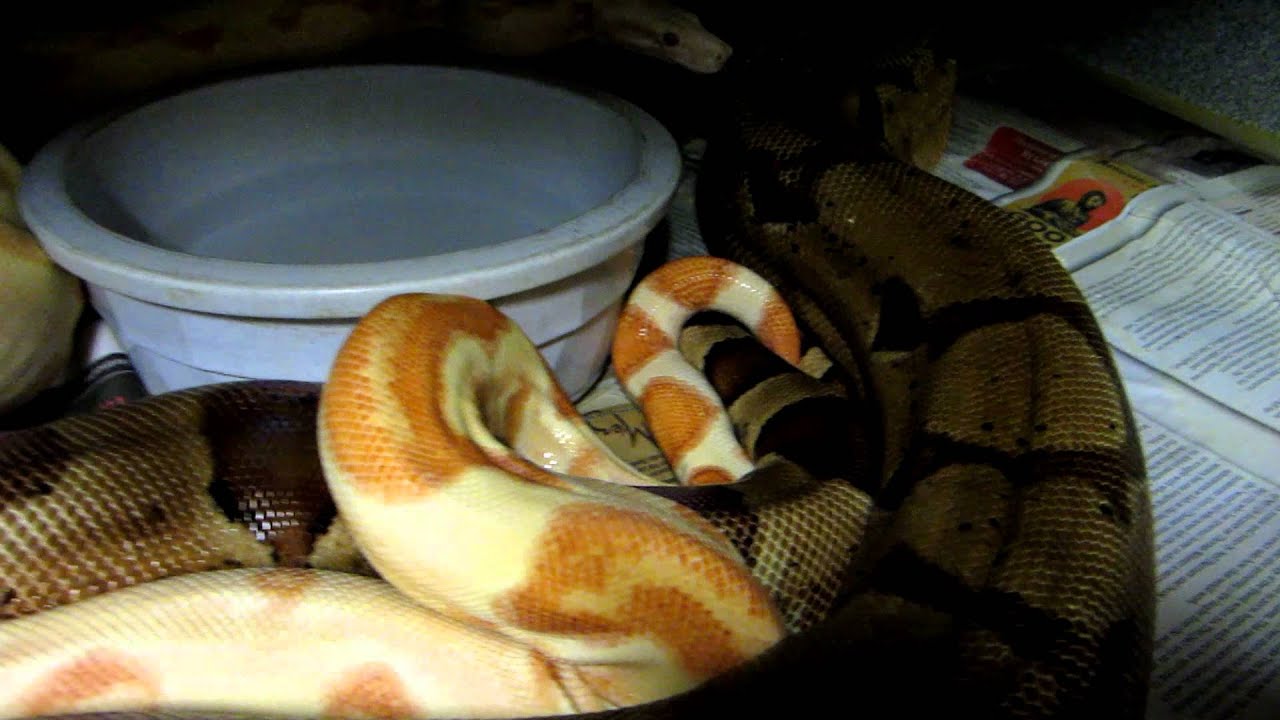 snakes eating dogs Brian Gundy Shares Courting Between Sunglow and Double Het Sunglow