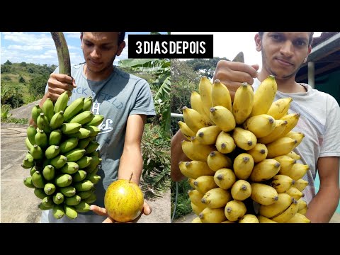 Vídeo: Como fazer frutas secas (com fotos)