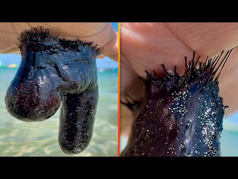 ყველაზე უცნაური რამ, რასაც ცხოვრებაში პირველად ნახავთ!