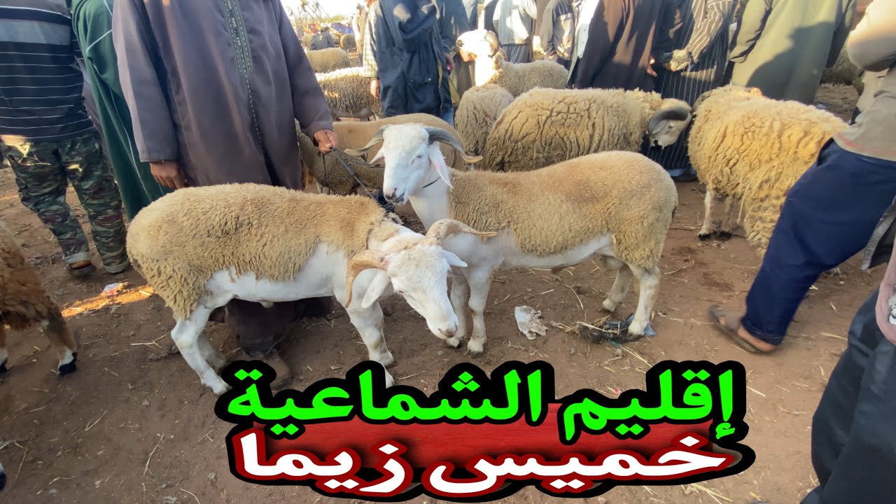 ليوم من خميس زيمة اقليم الشماعية ثمن حولي صردي لعيد الاضحى 2023