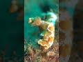 sea world#octopus #scubadiving #underwater #nature #funny #fish #viralshort #youtubeshorts #yrshorts
