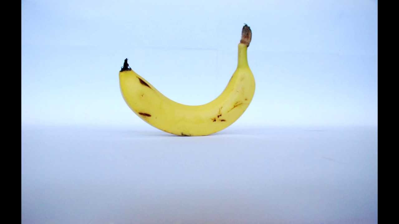 Fruit. Fly -  ANIMATION