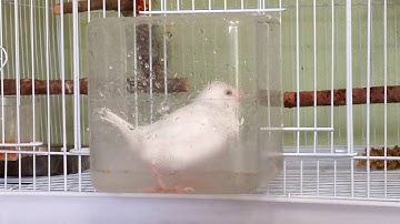Java Finches Bathing! Adorable Birds!