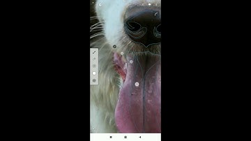 Vector pet infinite design