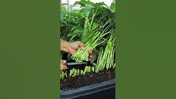 farmer cuts green vegetables with scissors #shorts