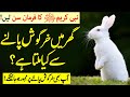 Rabbit palna in islam | Khargosh Palna Kaisa Hai | Khargosh Ka Gosht Khana Kesa Hai