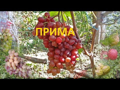 @Виноград прима, ультраранний