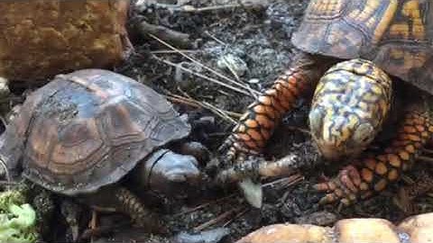 Little Turtle Gets the Worm