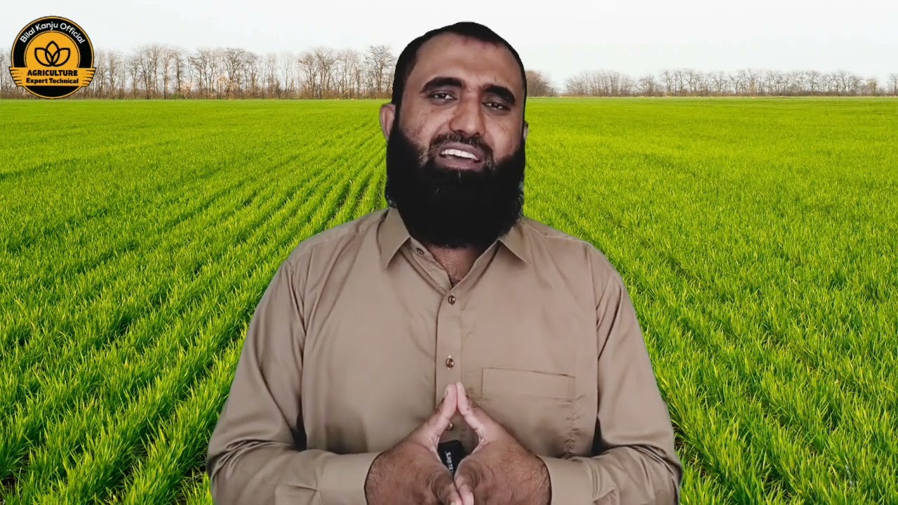 Wheat Sowing 2025 | Should You Grow Wheat This Year? | Kisan Tips & Market Update”