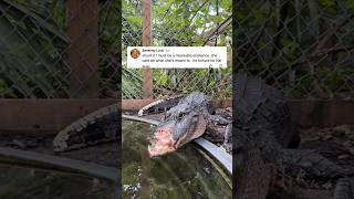 Broken jaw gator doing good!! #gator #reptiles