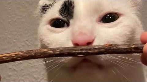 giving my cat a matatabi stick for the first time / original video