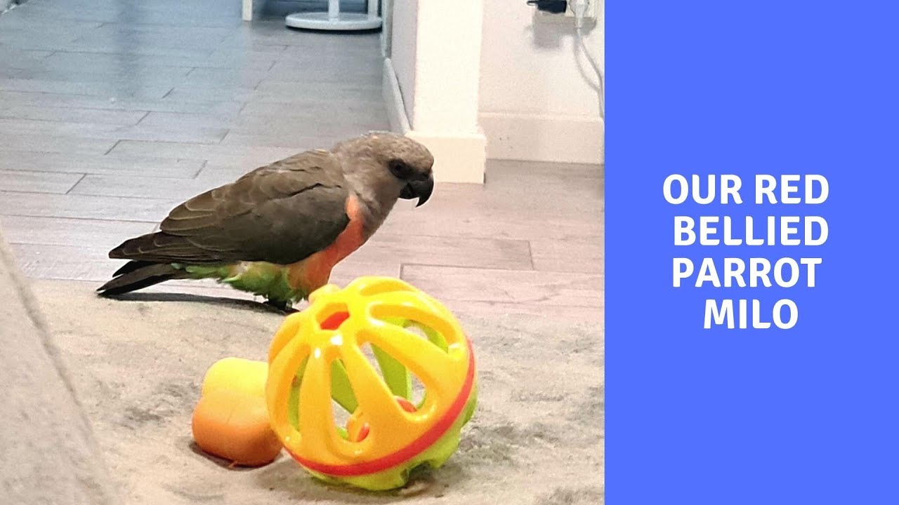 Red Bellied Parrot Milo