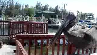Ponce, Puerto Rico - Pelicans at La Guancha