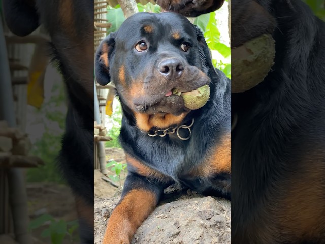 Cute Dora 🥰🥰 #shorts