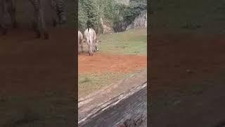 Gitanos de basauri en el zoo de Santander 8(2)